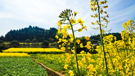 油菜花