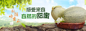 新疆哈密瓜海报