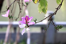 紫荆花