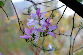 紫荆花