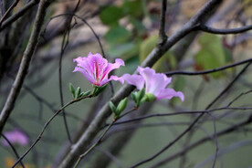 紫荆花