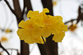 风铃花