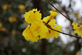 风铃花