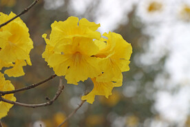 风铃花