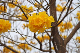 风铃花