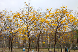 风铃花