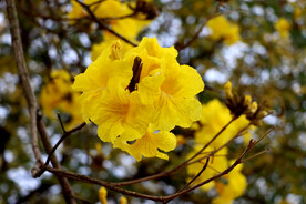 风铃花
