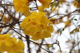  风铃花
