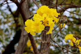 风铃花