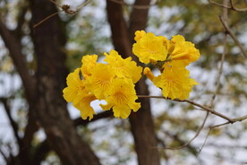风铃花