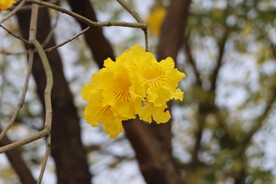 风铃花