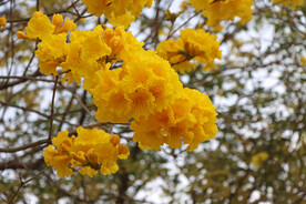 风铃花