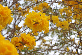  风铃花