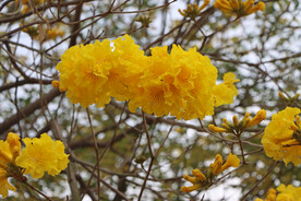 风铃花