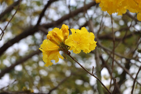 风铃花