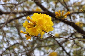  风铃花