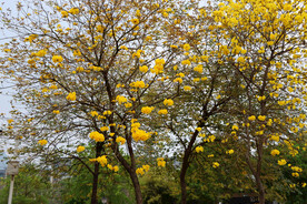 风铃花