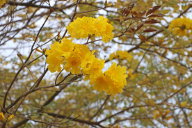 风铃花