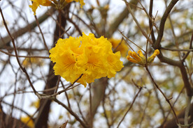 风铃花
