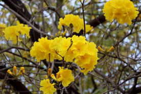 风铃花