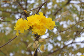 风铃花