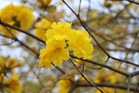 风铃花
