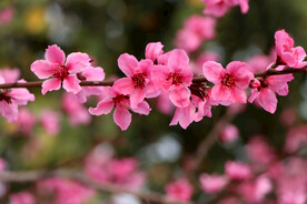 桃花盛开