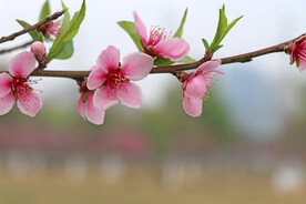 桃花