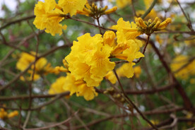 风铃花