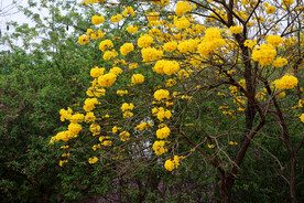 风铃花