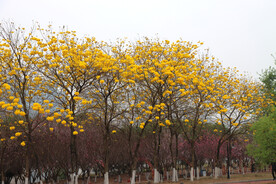 风铃花