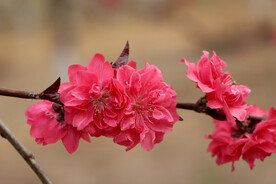 桃花花 春天
