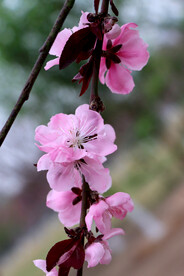 桃花