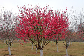 桃花桃花树