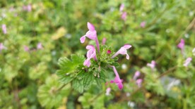野外宝盖草花