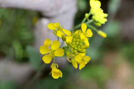 油菜花