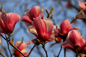 玉兰花