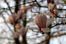 玉兰花