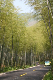 竹林