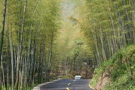 竹林