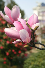 玉兰花