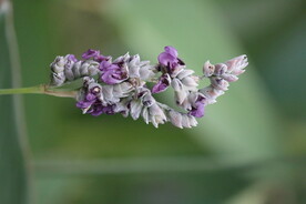 紫色的花