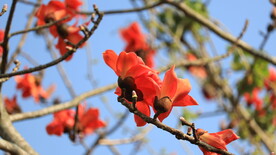 木棉花