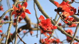 木棉花