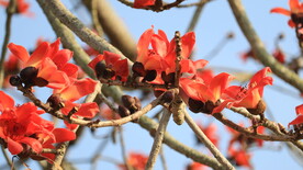 木棉花