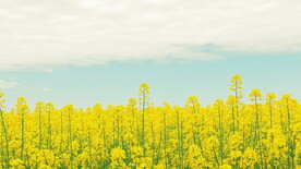 花背景