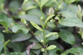 茶树