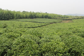 茶山