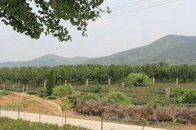 茶山