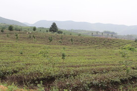 茶山